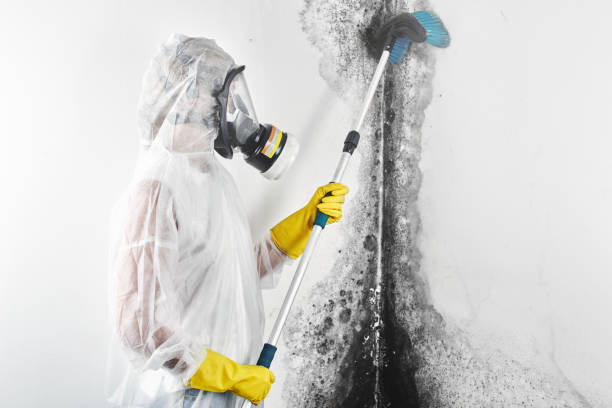 Best Black Mold Removal  in Beaver Dam, AZ