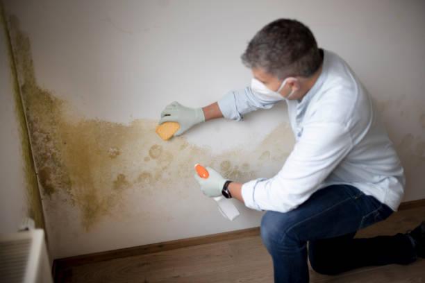 Best Water Damage & Mold Remediation  in Beaver Dam, AZ